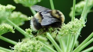 Save the Western Bumble Bee