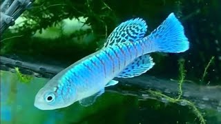 【卵生メダカ】美しい青 〜 ノソブランキウス エガーサイ ブルータイプ 〜 killifish nothobranchius eggersi 〜 #Shorts