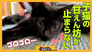 【甘えすぎる子猫が可愛い】甘えん坊の黒猫がさらにスリスリ、ゴロゴロが止まらない。それは冬のせい？