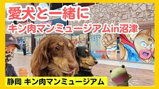 [Kinnikuman Museum in Numazu] A Kinnikuman-loving dog owner enjoys the museum with his beloved dog.