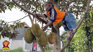 Unbelievable! Monkey YoYo Jr can pick durian from a tall tree
