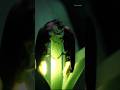 Magical Fireflies: The Illuminating Wonders of Nature #shorts #viral