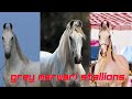 Grey Marwari Stallions Of India !! #great_marwari_horses_of_marwar