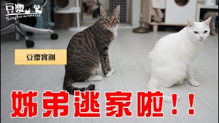 【豆漿實測】門沒關緊　姊弟會逃家？