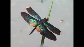 Rhyothemis plutonia hd