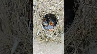 Great Reed Warbler: Master of the Marshlands