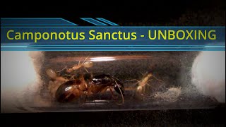 Camponotus Sanctus UNBOXING