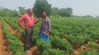 Have visited field at madhire village in kowthalam Mandal kurnool dist