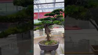 #罗汉松，有喜欢的双击评论加关注1 #bonsaitree #tree #bonsailovers #bonsaigarden #podocarpus