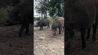 Wild Pig Asked Me Some Feed #pig #boar #animals #viral #wildboar #wildpig #wildlife #farmlife