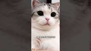 这小猫是我亲生的#谁能拒绝怀里的小猫咪呢