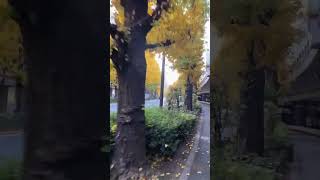 北参道　高速道路沿いの銀杏並木　　　　　　　A row of ginkgo trees along the Kitasando Expressway