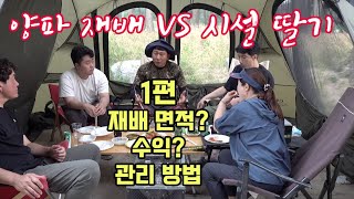 자연이팜대장정!! 1편!! 노지 양파 재배 VS 시설 딸기 재배!! 차이가 많을까? 재배 면적! 수익! 관리 방법!! 귀농을 한다면 당신의 선택은?