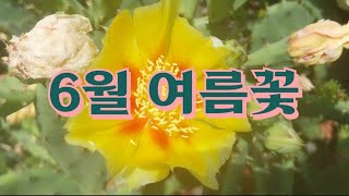 6월꽃 모음 short 모음 세로버전