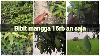 pusat bibit tanaman buah Majalengka || bibit mangga murah || jenis bibit mangga