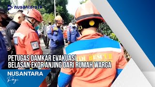 Petugas Damkar Evakuasi Belasan Ekor Anjing Dari Rumah Warga