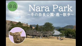 冬の奈良公園・鹿散歩＊Nara Park with Deer＊