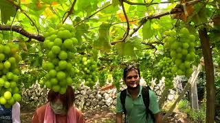 Budogari - Grape Picking in Yamanashi