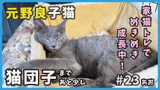 23 保護したロシアンブルーっぽい元野良猫が家猫になるまで...もう少しで猫団子編。【あお・迷い子猫はプチ怪獣】