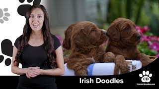 Irishdoodle Breed Information and Characteristics