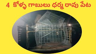 3 June 2022.4 కోళ్ళ గాబులు ధర్మారావు పేట