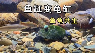 主打的就是一个听劝，把这个矮缸改造成龟缸