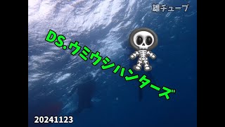 DIVING SHOPウミウシハンターズ 20241123 城ヶ島水域のウミウシ