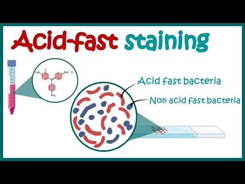 Why is the acid fast stain medically significant?