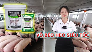 VỖ BÉO HEO SIÊU TỐC - AN TOÀN - XUẤT CHUỒNG NHANH | Siêu vỗ béo heo premix