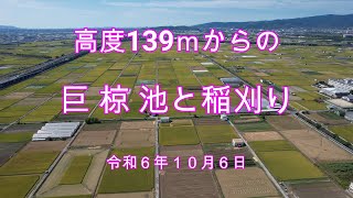 高度１３９ｍからの巨椋池と稲刈り　令和６年１０月６日撮影