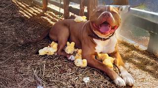 The Cutest and Most Heartwarming Pet Videos of 2026 😍