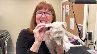 Socializing, Grooming, & Training a Schnauzer - NEW Puppy - Day 5