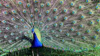 4K孔雀開屏 ／4K Peacock