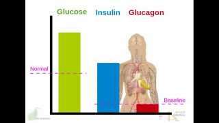Human endocrine system: Pancreas: insulin,  glucagon; diabetes