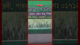 পাবনায় অবৈধভাবে তৈরি হচ্ছে কুষ্টিয়ার ঐতিহ্যবাহী চাল #pabna #kushtiatraditionalrice #somoytv #shorts