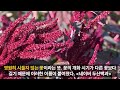 807 what is the etymology of next word interpreted in korean _amaranth