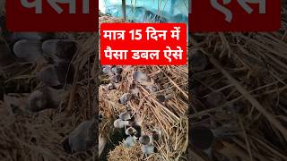 Paira Putu Mushroom Farming।Paddy Straw Mushroom Cultivation। Pairaputu Chhattisgarh