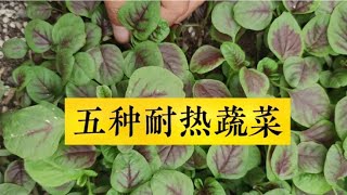 夏天最耐热的5种蔬菜，不用遮阳就能长，30天就能采收