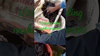 Nashik black grapes  Nashik export quality grapes  Angur nashik