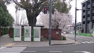 桜咲く駅前タワーマンション工事中🌸🚧２０２２年３月２８日ＪＲ