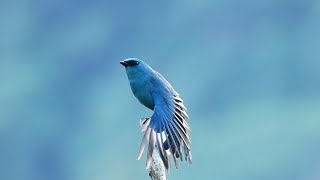 1101209 The verditer flycatcher perching on exposed tree top branches.