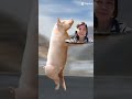 #running pig #cute #short video