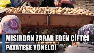 Mısırdan Zarar Eden Çiftçi Patatese Döndü! / AGRO TV HABER