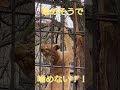 噛めそうで噛めない！！ ライオン lion 旭山動物園 shorts