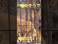 噛めそうで噛めない！！ ライオン lion 旭山動物園 shorts