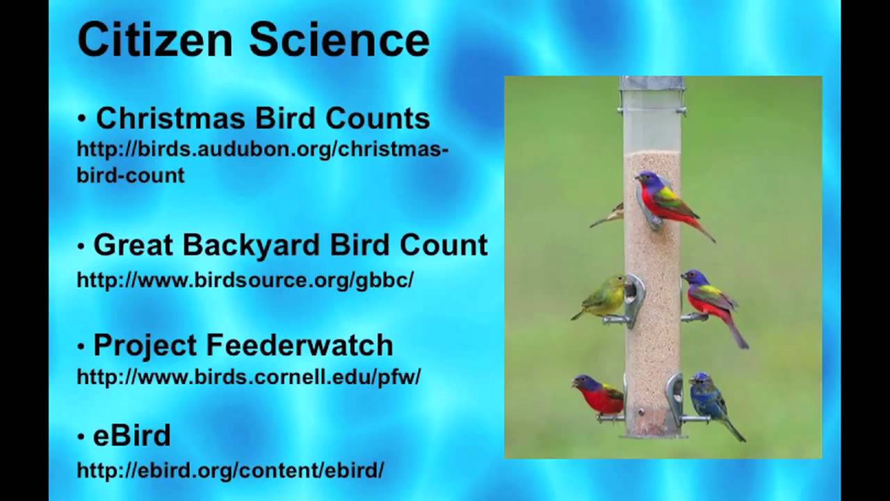 Backyard Birds In South Florida- What Can You Do? (PART 6) - YouTube