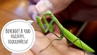 Stoned zoologists, gifts and a hungry praying mantis are having tea