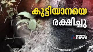 സെപ്റ്റിക് ടാങ്കില്‍ വീണ കുട്ടിയാനയെ രക്ഷിച്ചു | Forest | Elephant