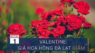 Valentine: Giá hoa hồng Đà Lạt lao dốc | VTC1