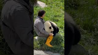 Nothing in the world compares to your hug, not even my favorite bamboo shoots (Panda Xian Xian)